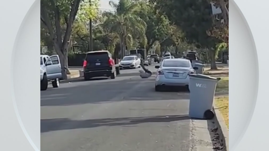 Federal immigration vehicle hits pedestrian in Woodland, police say — CBS Bay Area (KPIX), Shanghai Health news